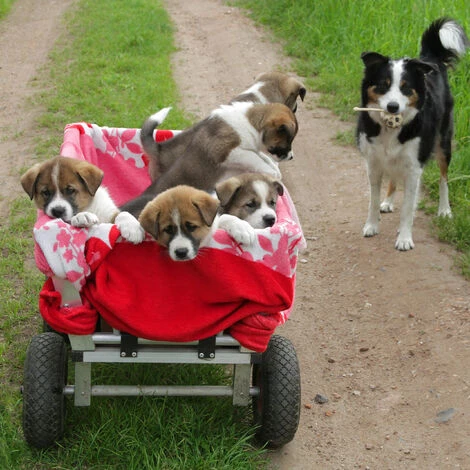 Relaxdays Roue De Diable Set De 2 Roues De Brouette, Roue De Rechange Axe,3.00-4 , Caoutchouc 260x85 Mm 80 Kg, Noir 5 Relaxdays Roue De Diable Set De 2 Roues De Brouette, Roue De Rechange Axe,3.00-4 , Caoutchouc 260x85 Mm 80 Kg, Noir – Image 5