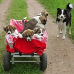 JARDIBRICODECO Roue De Brouette 3.00-4 Set De 2 -chariot de jardin Soldes 2022 55316155 5